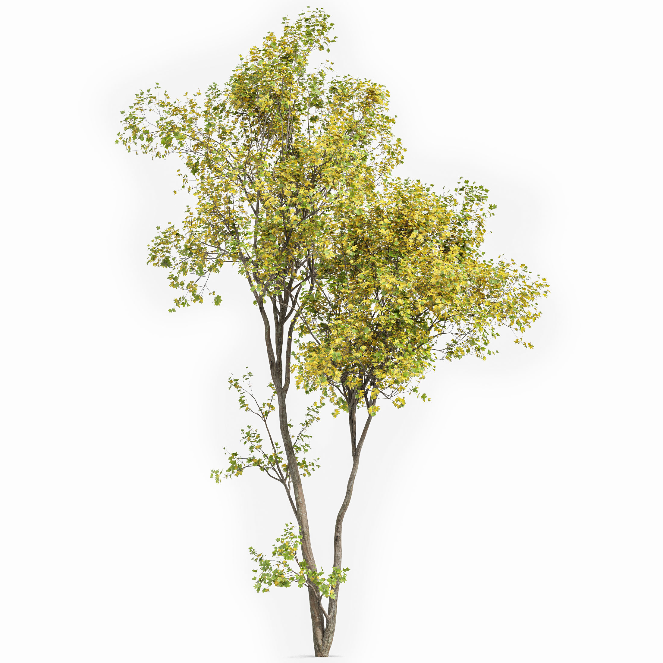 Bush Leaf 4 trees 3D model_4