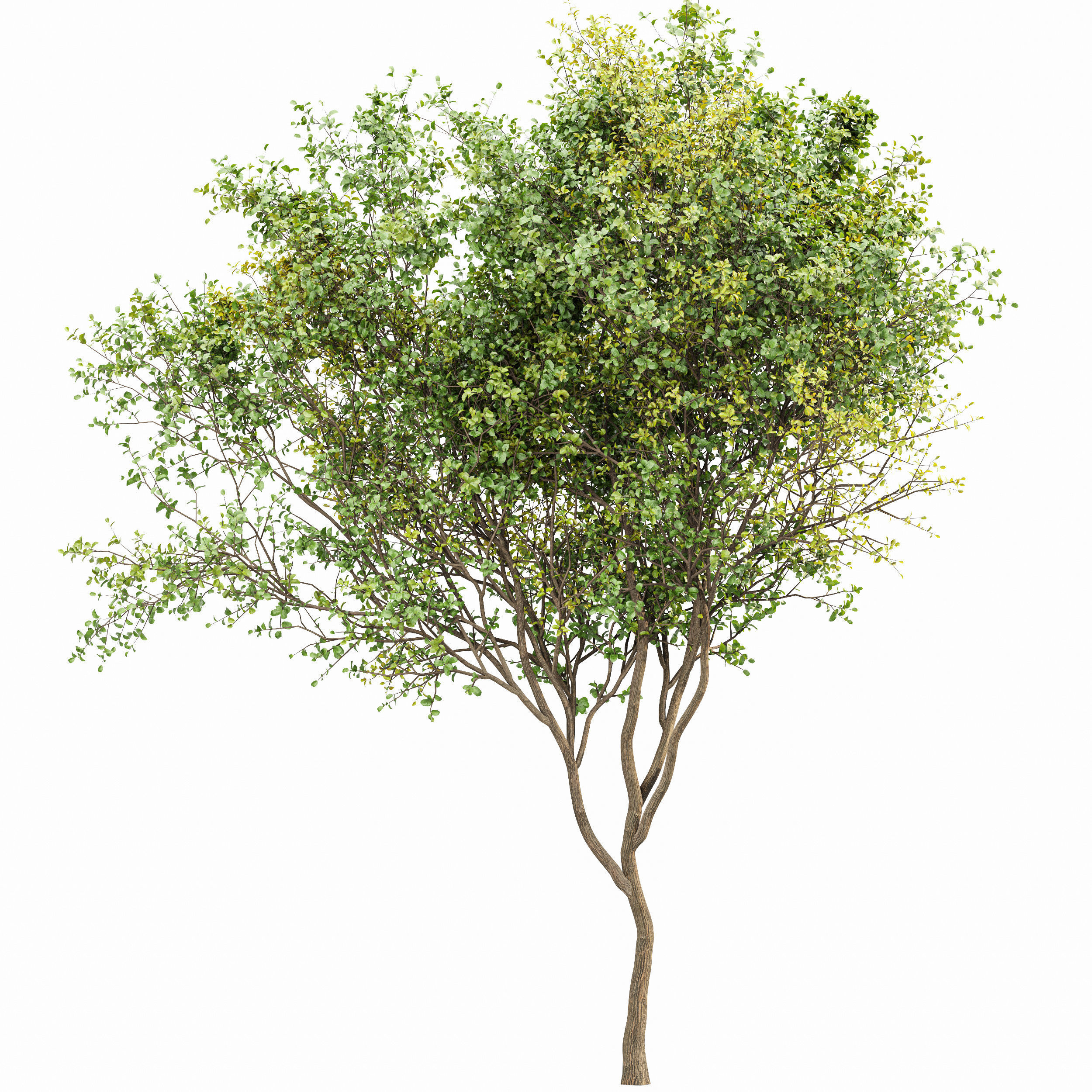 Bush Leaf 4 trees 3D model_5