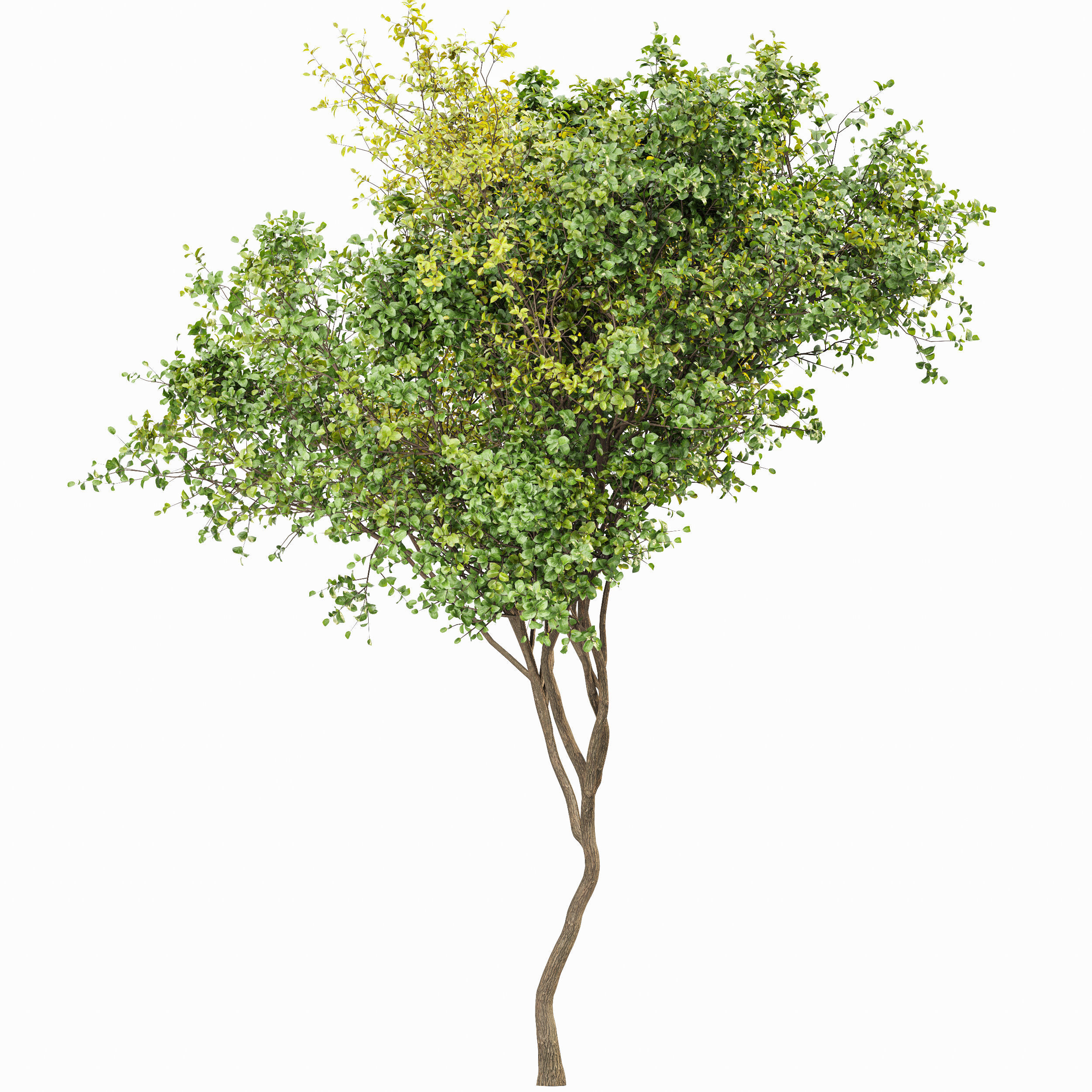 Bush Leaf 4 trees 3D model_3