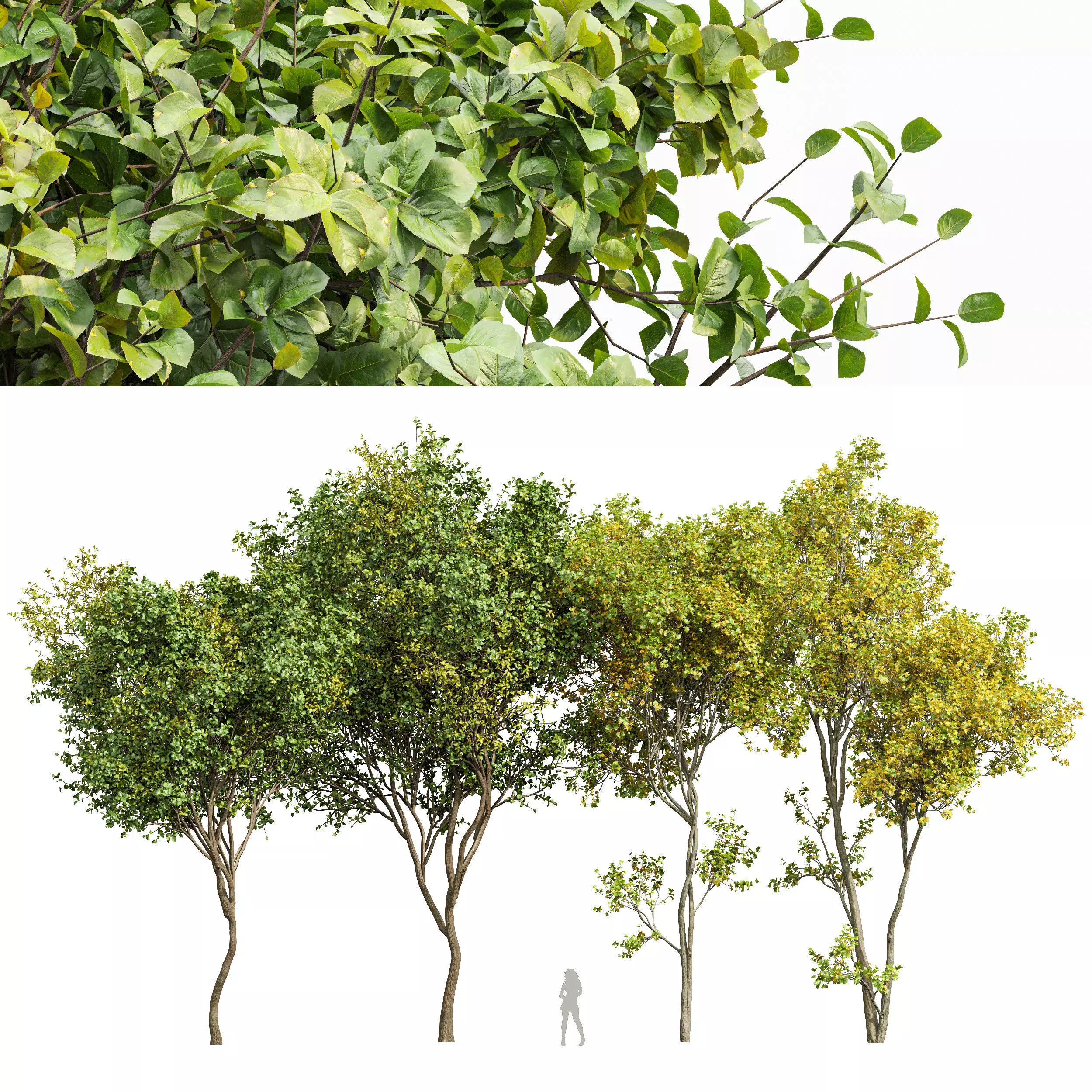 Bush Leaf 4 trees 3D model_0