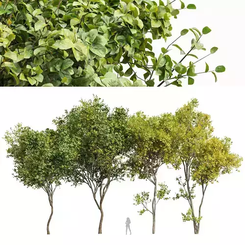 Bush Leaf 4 trees 3D model