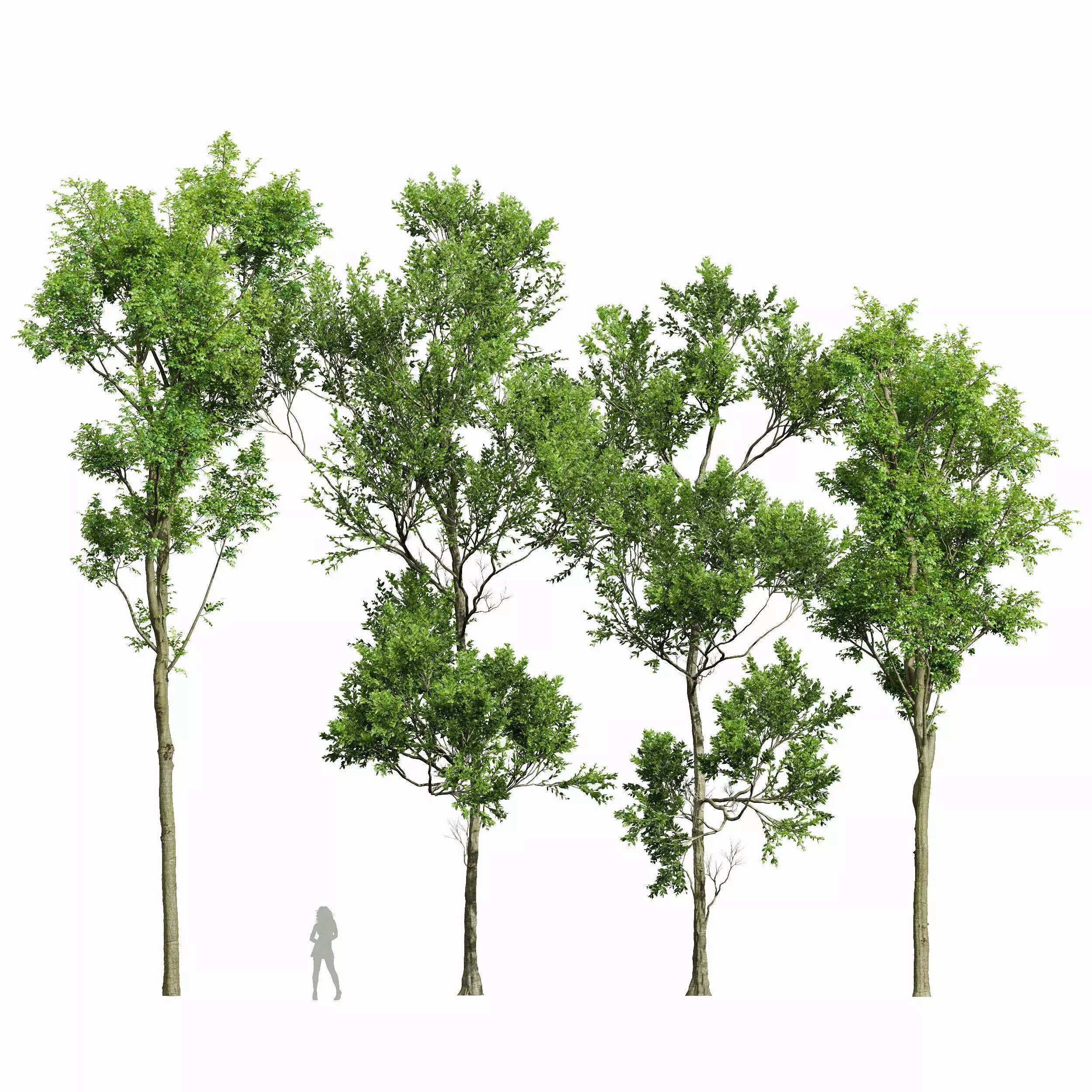 Fagus Grandifolia and Celtis Australis 3D model_0