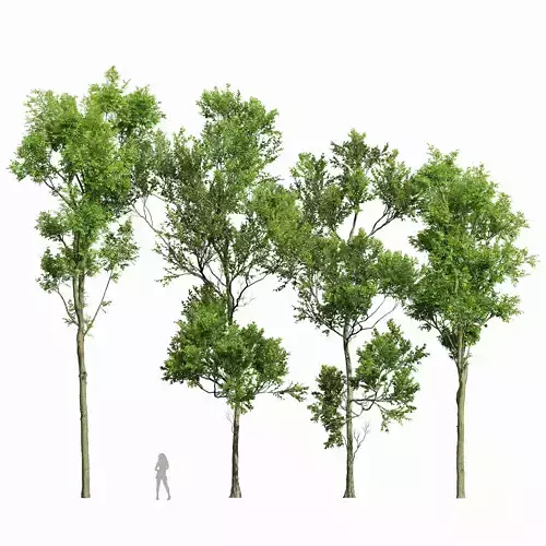 Fagus Grandifolia and Celtis Australis 3D model