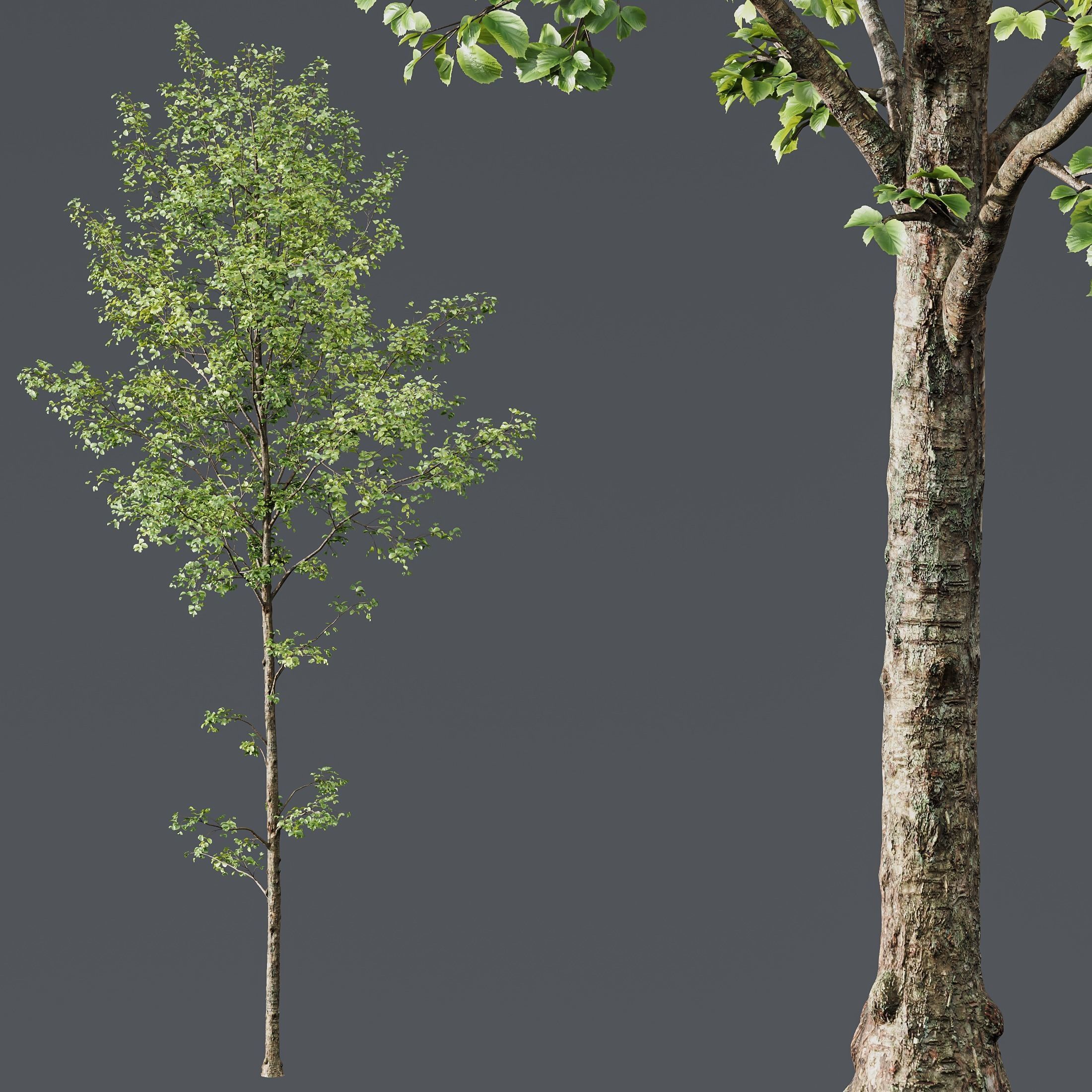 Fagus Sylvatica and Alnus Glutinosa 3D model_1