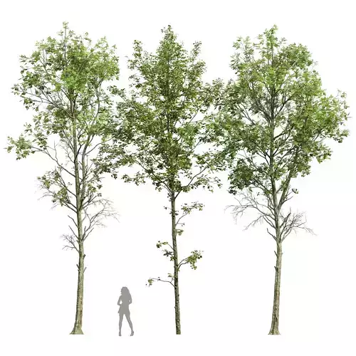 Fagus Sylvatica and Alnus Glutinosa 3D model