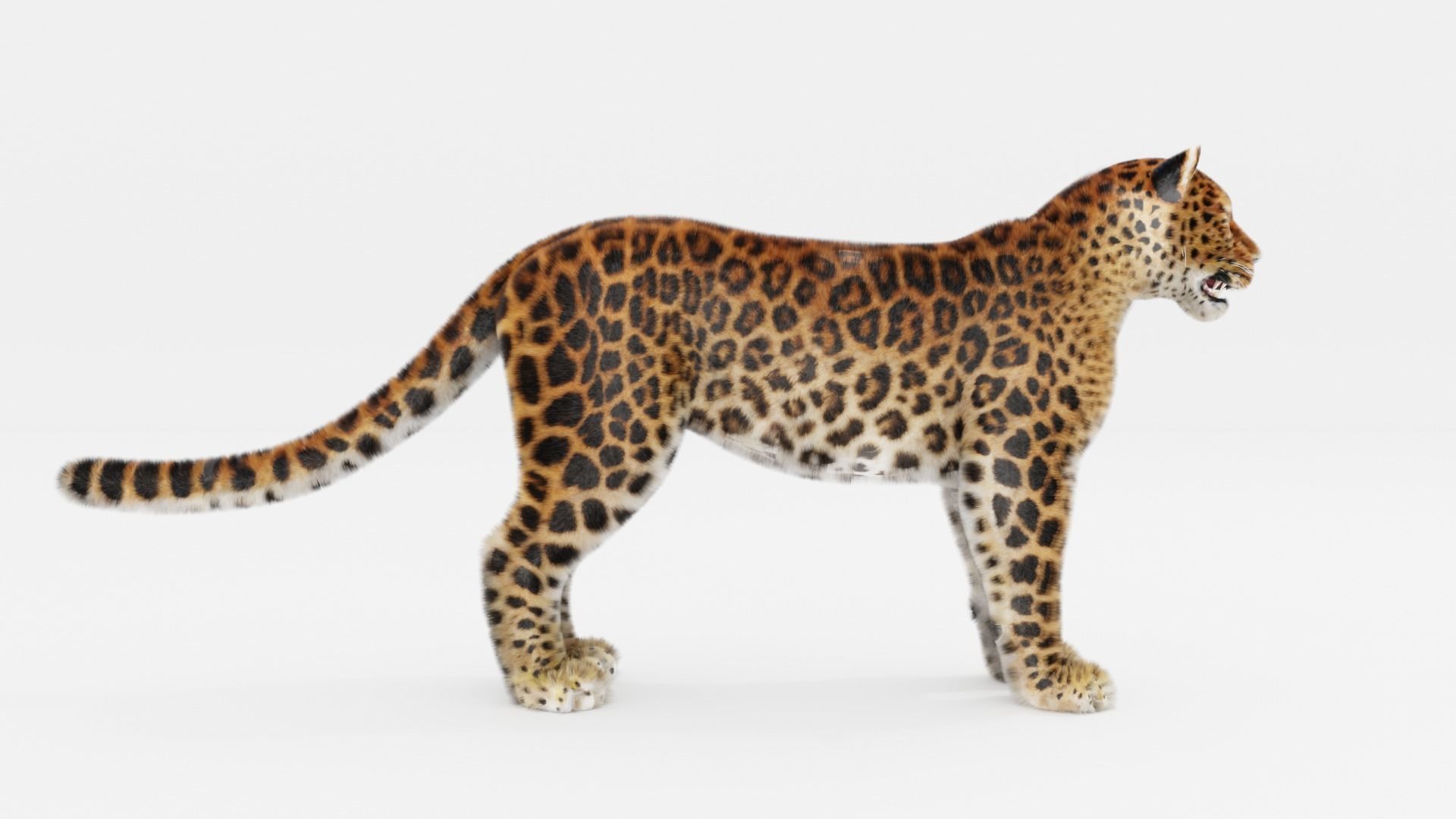 Leopard with Fur rigged  3D model_3