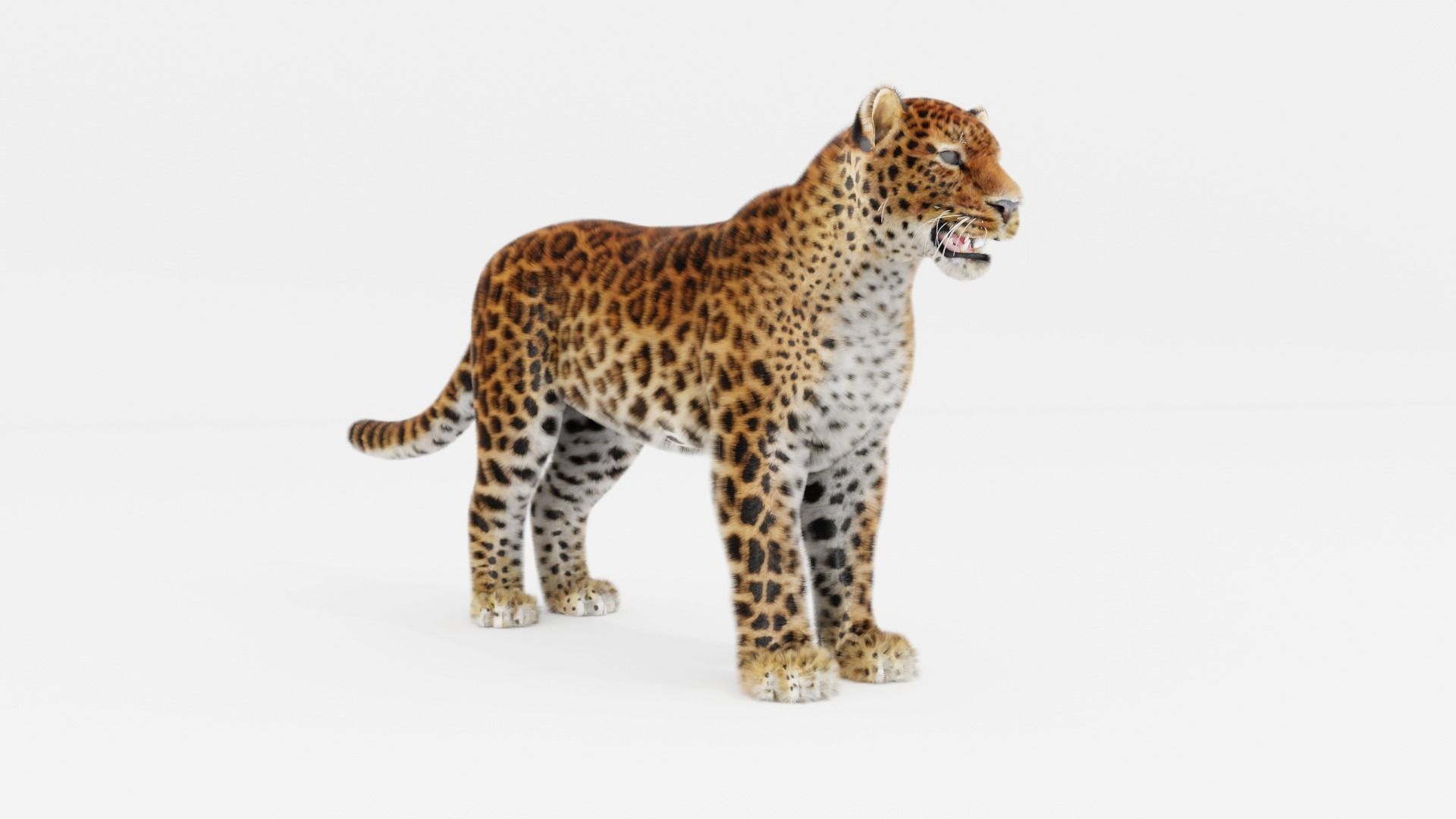 Leopard with Fur rigged  3D model_2