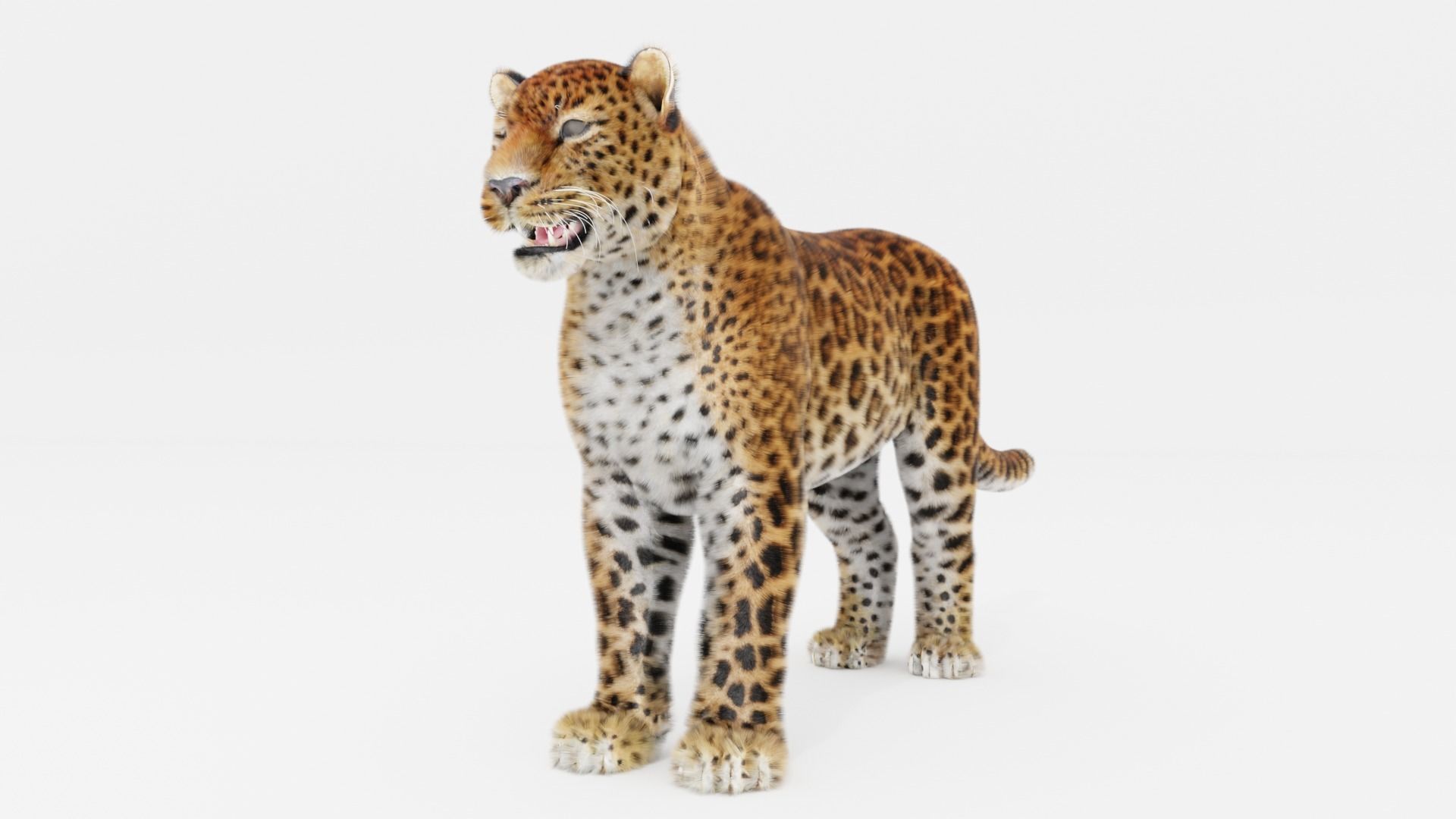 Leopard with Fur rigged  3D model_1