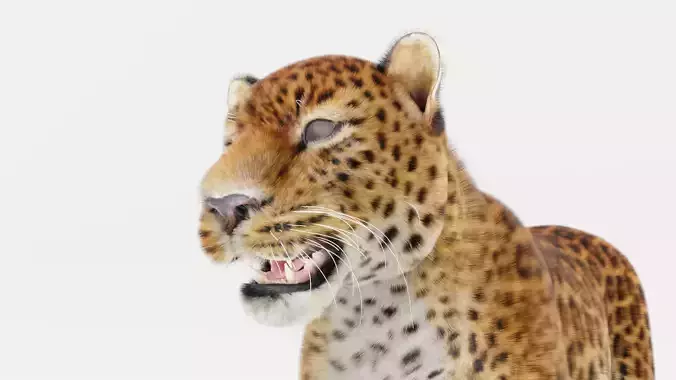Leopard with Fur rigged  3D model