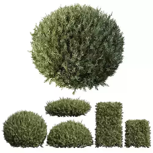 Montra Olive Bush02 3D model