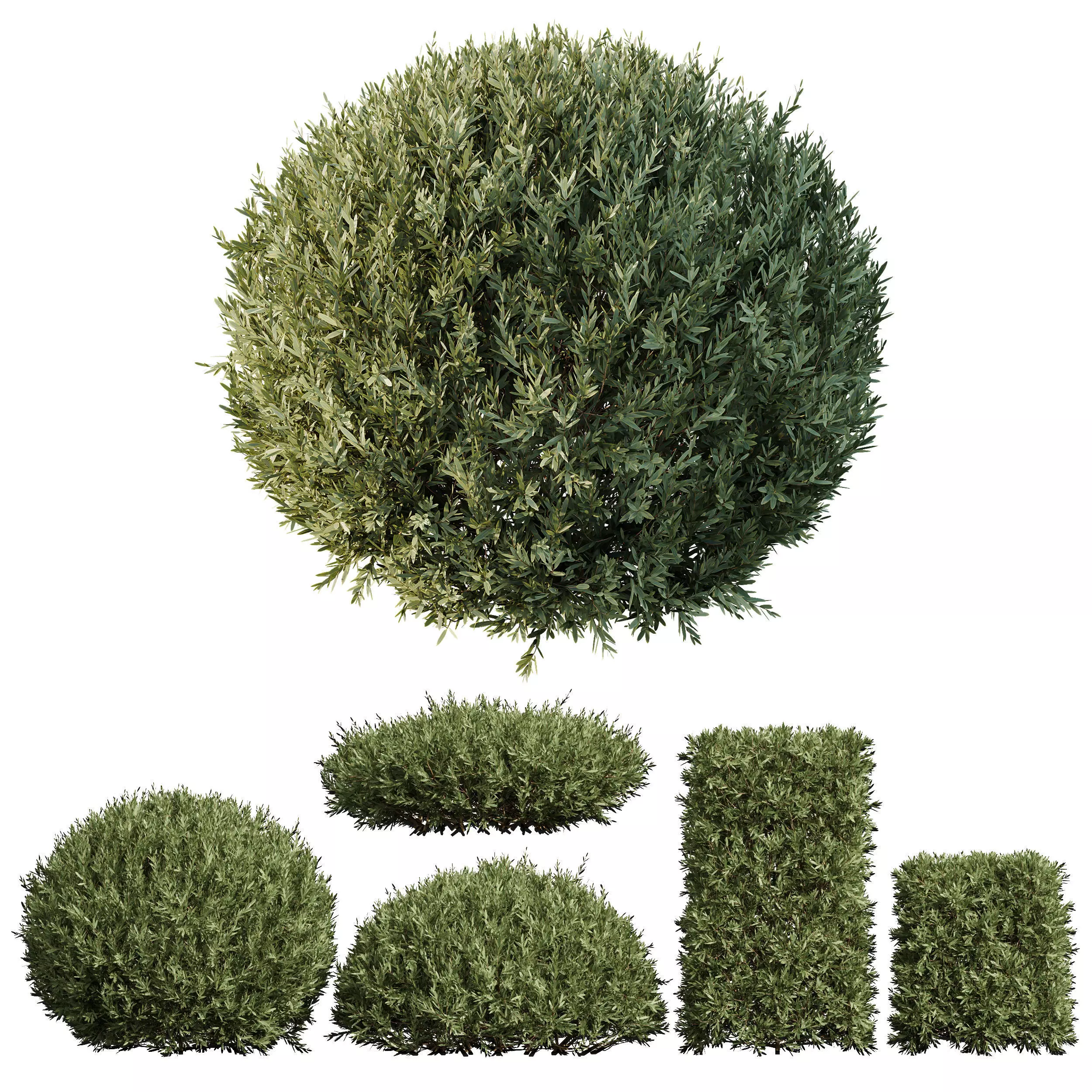 Montra Olive Bush02 3D model_0