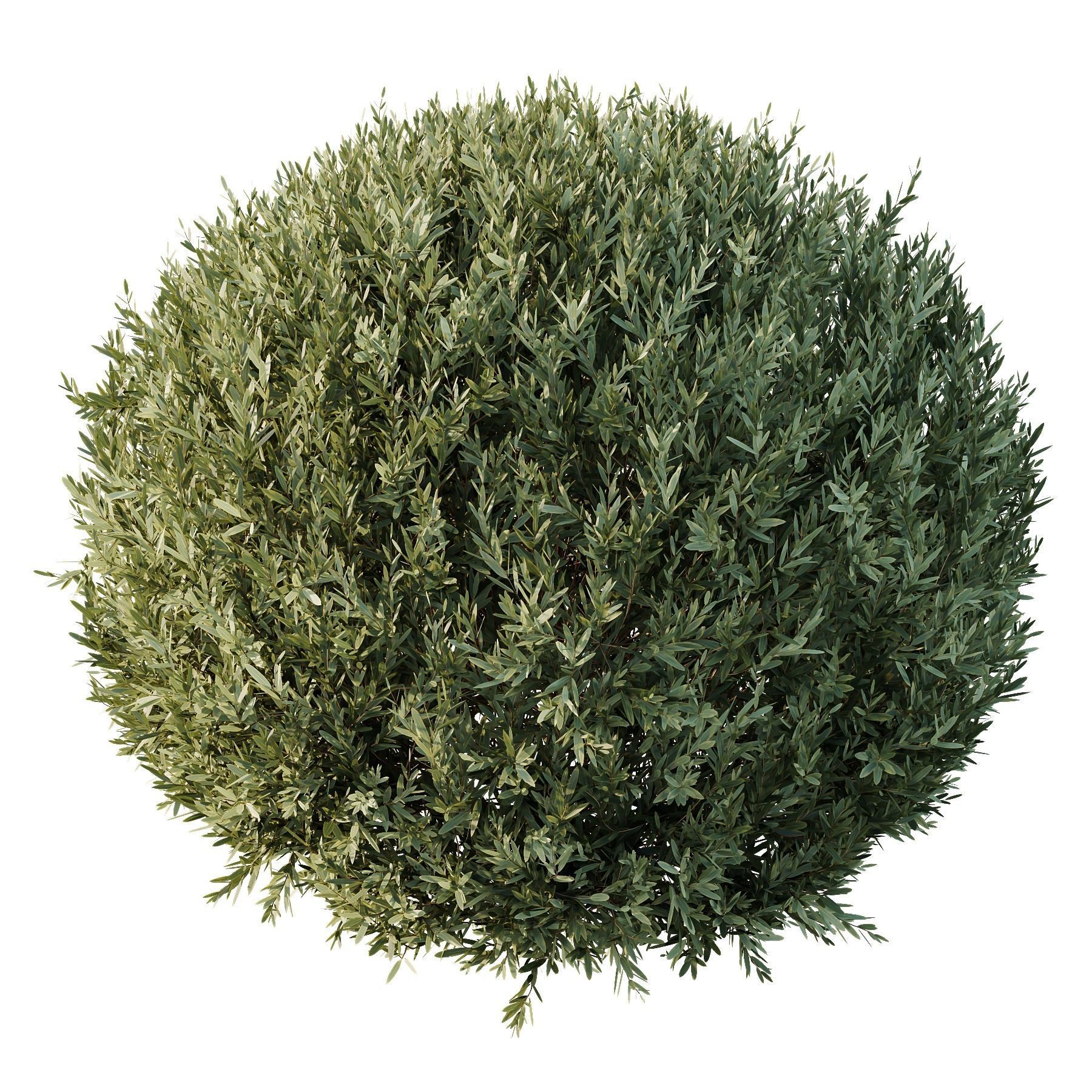Montra Olive Bush02 3D model_2