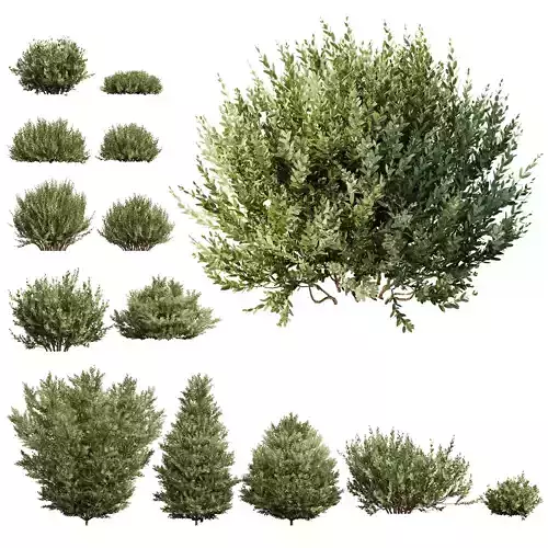 Montra Olive-13 different Bush 3D model
