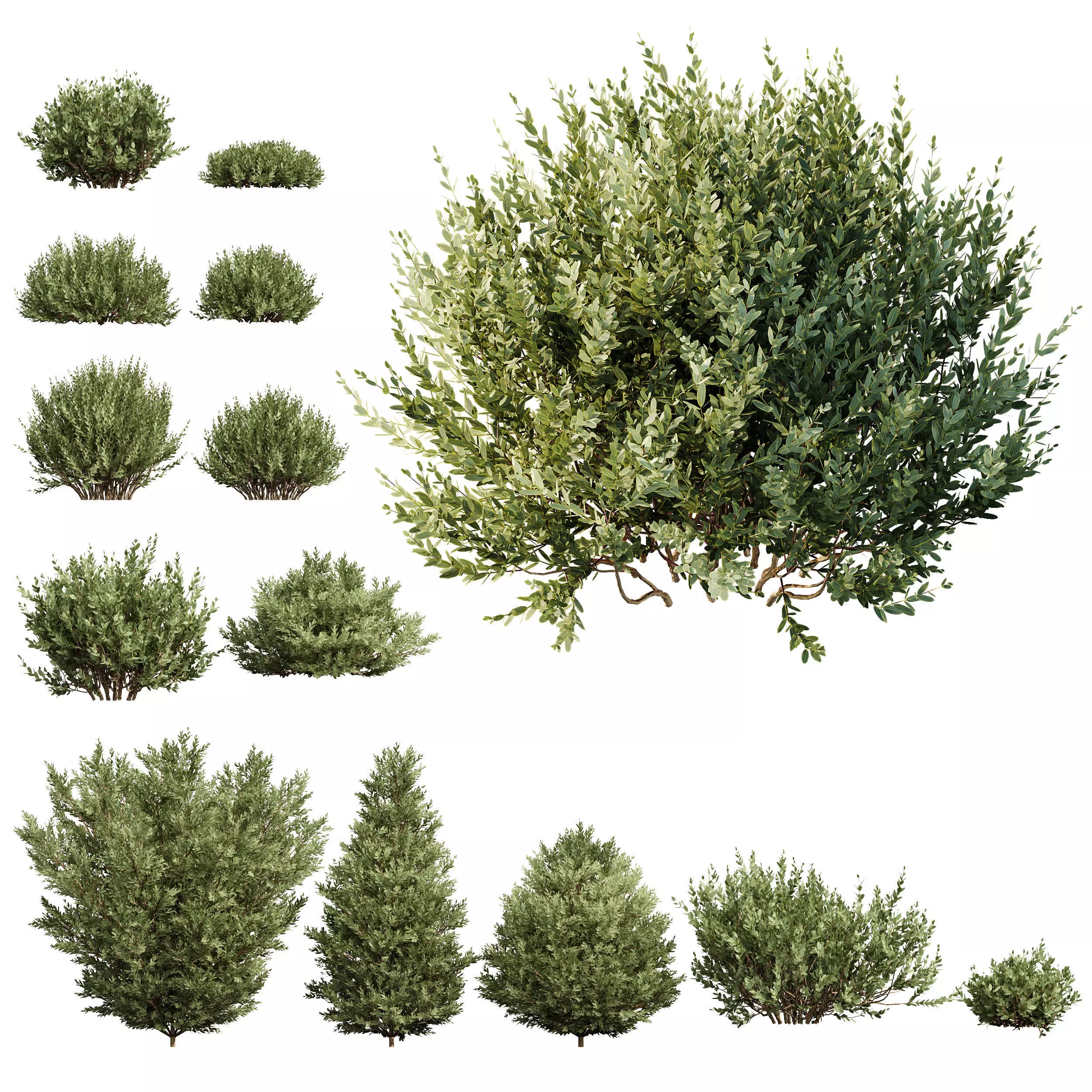 Montra Olive-13 different Bush 3D model_0
