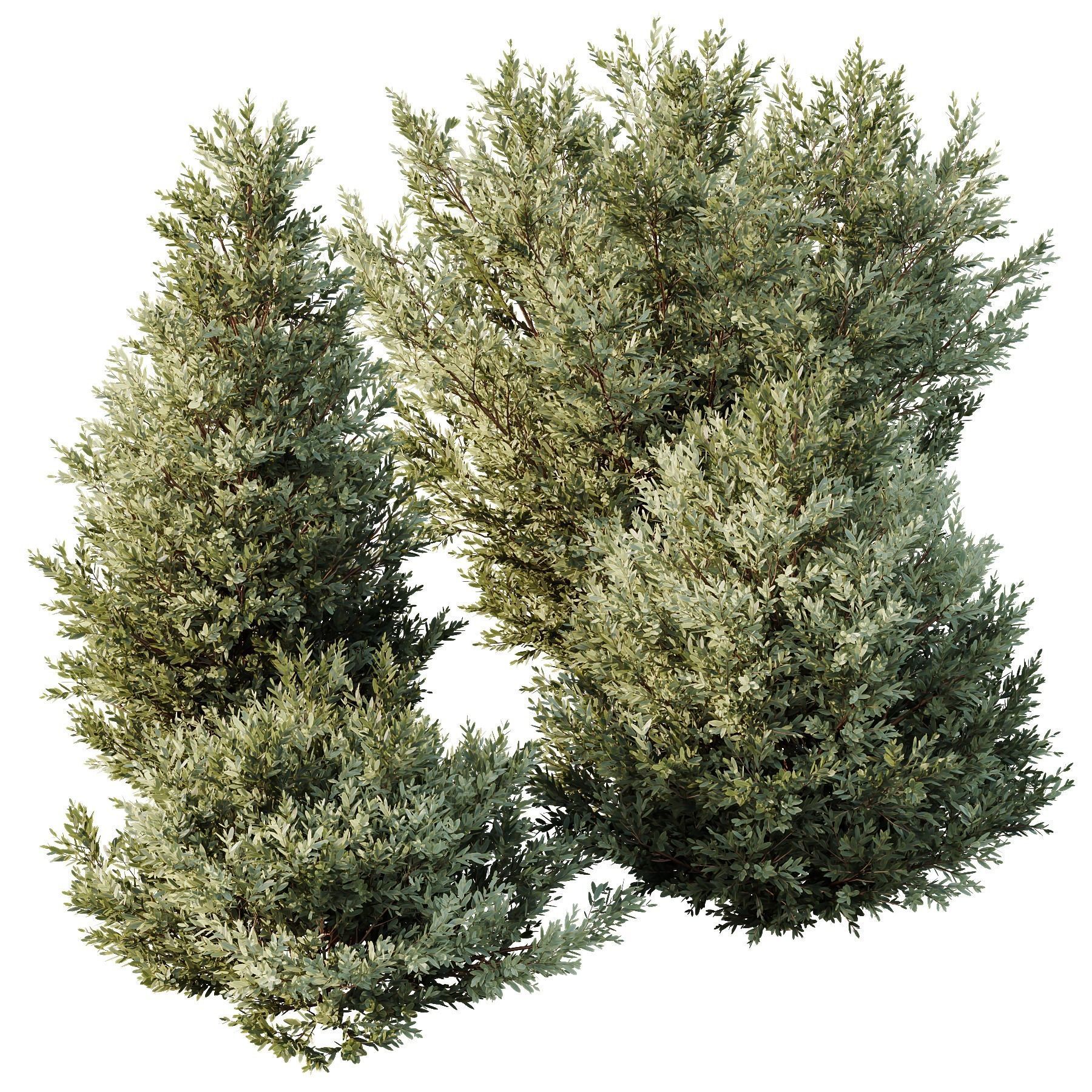 Montra Olive-13 different Bush 3D model_4