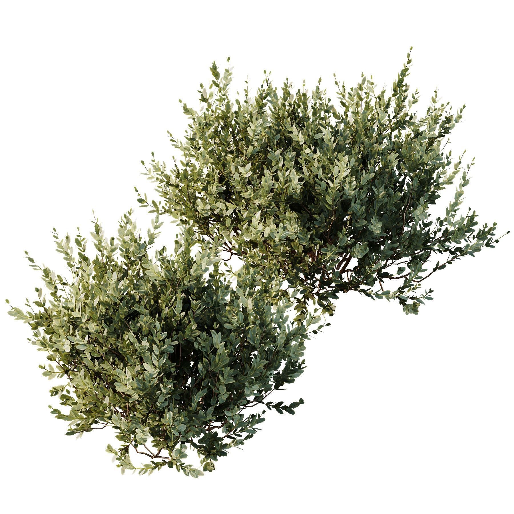 Montra Olive-13 different Bush 3D model_5