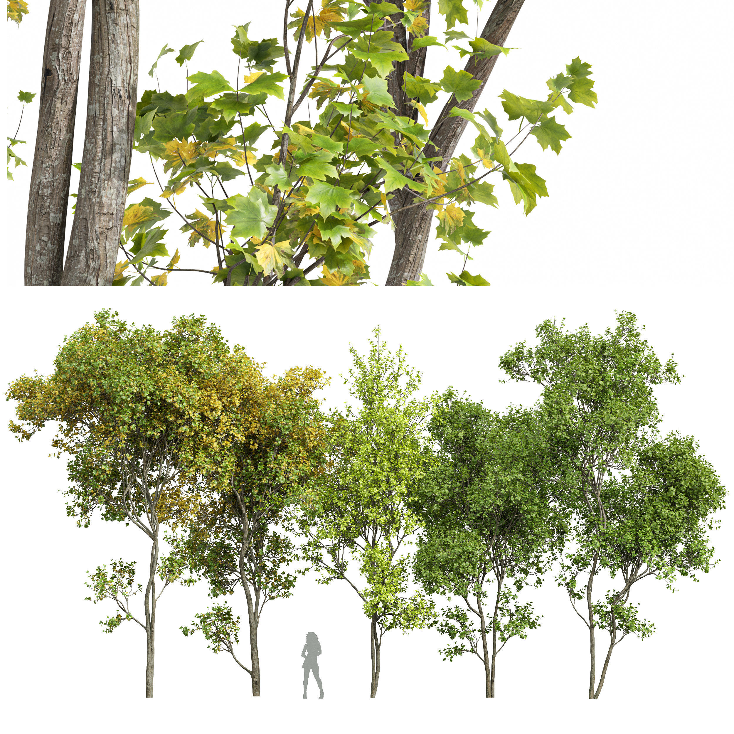 Saccharinum 3D model_5