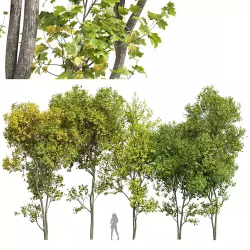 Saccharinum 3D model