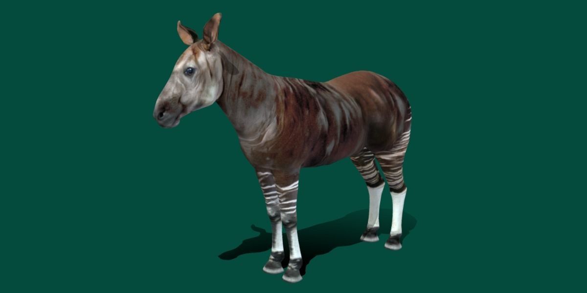 Okapi Forest Giraffe Animals Low-poly 3D model_18