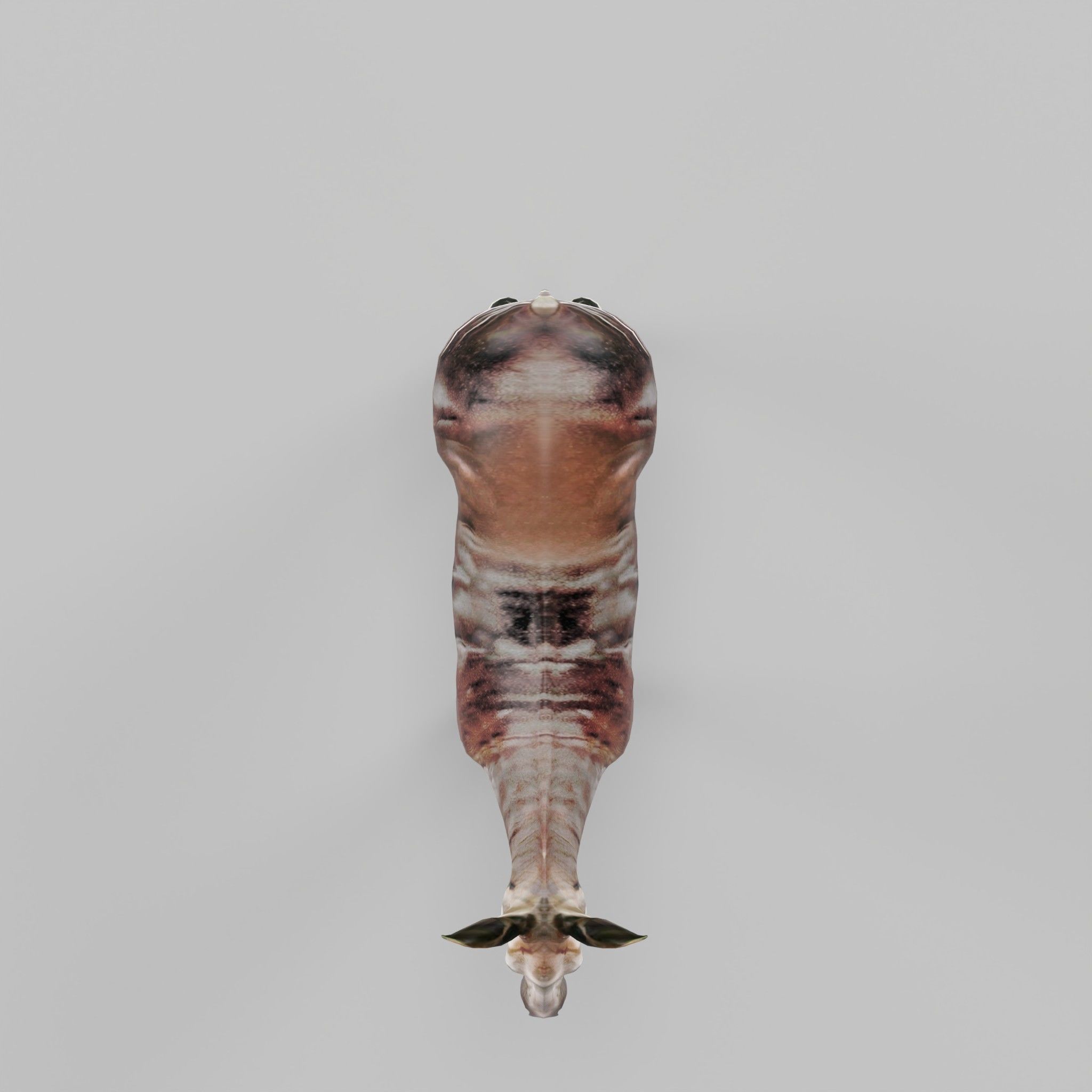 Okapi Forest Giraffe Animals Low-poly 3D model_4