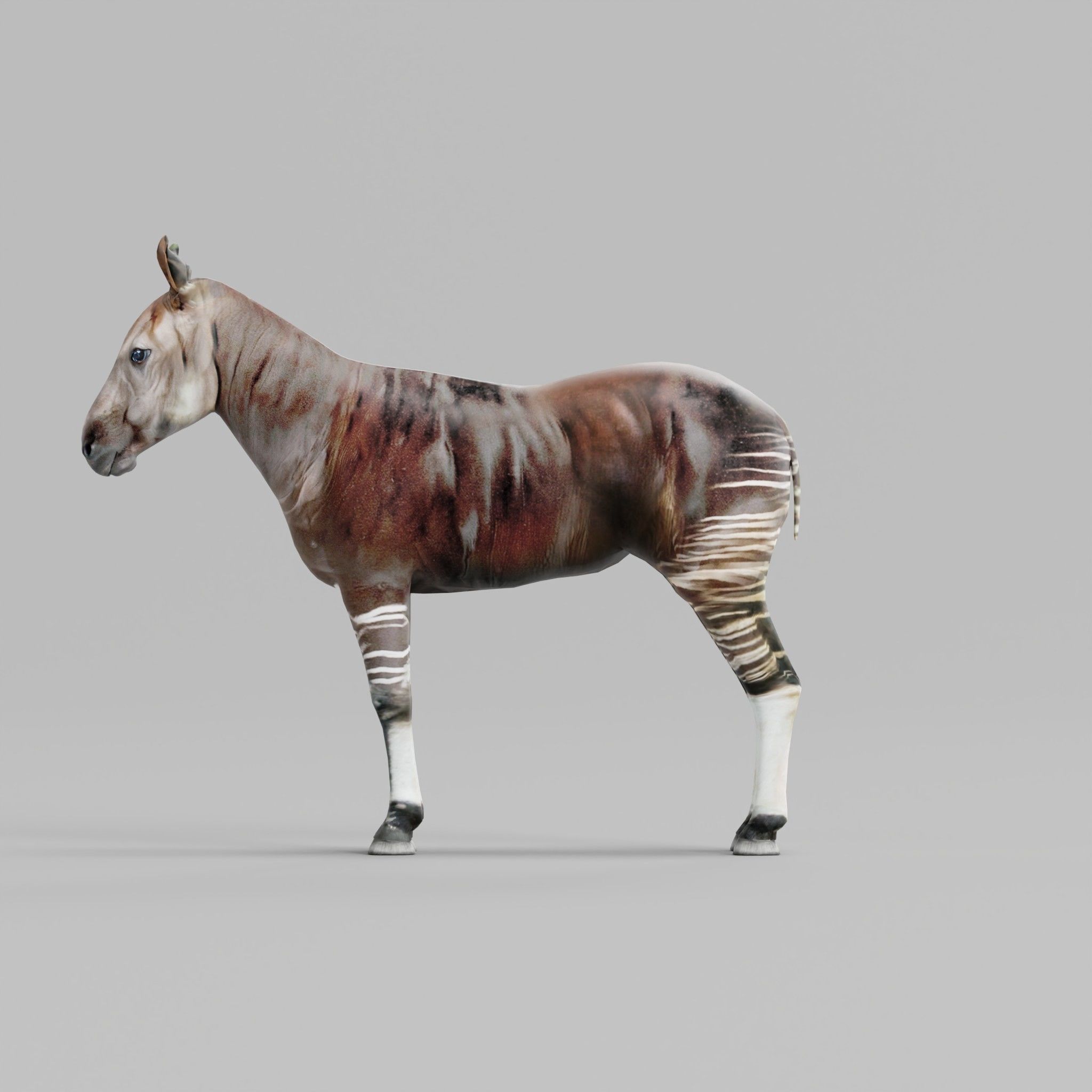 Okapi Forest Giraffe Animals Low-poly 3D model_2