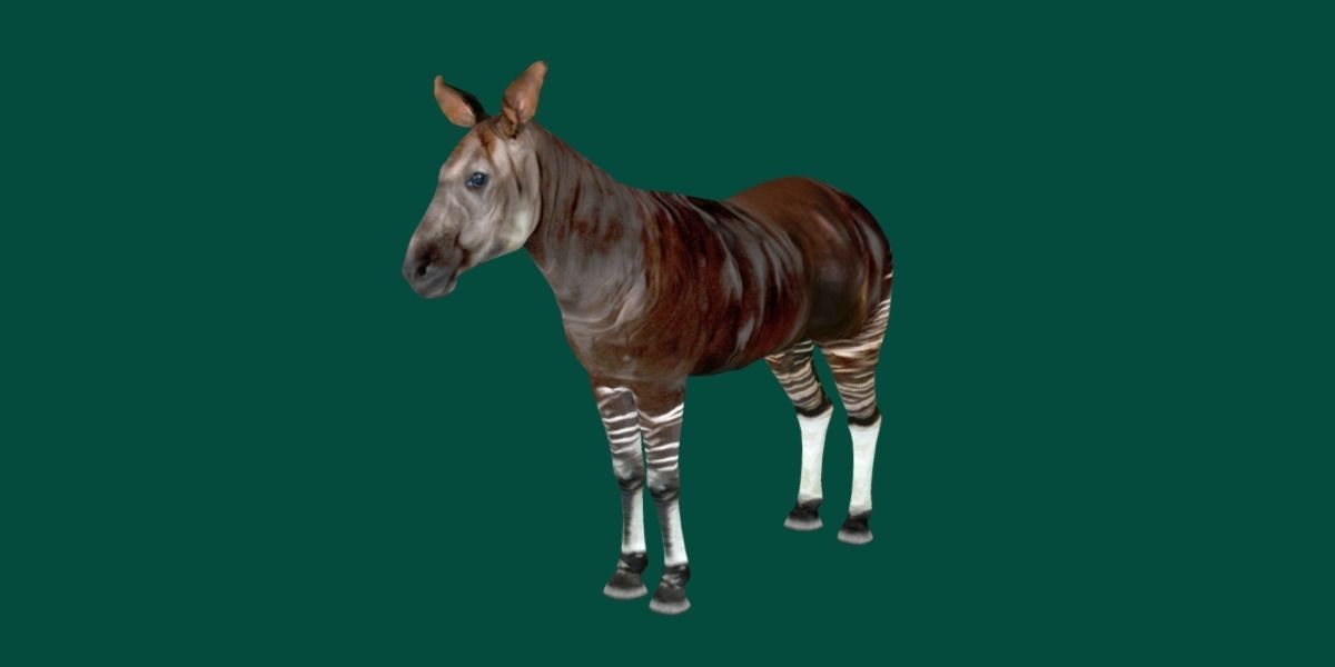 Okapi Forest Giraffe Animals Low-poly 3D model_12