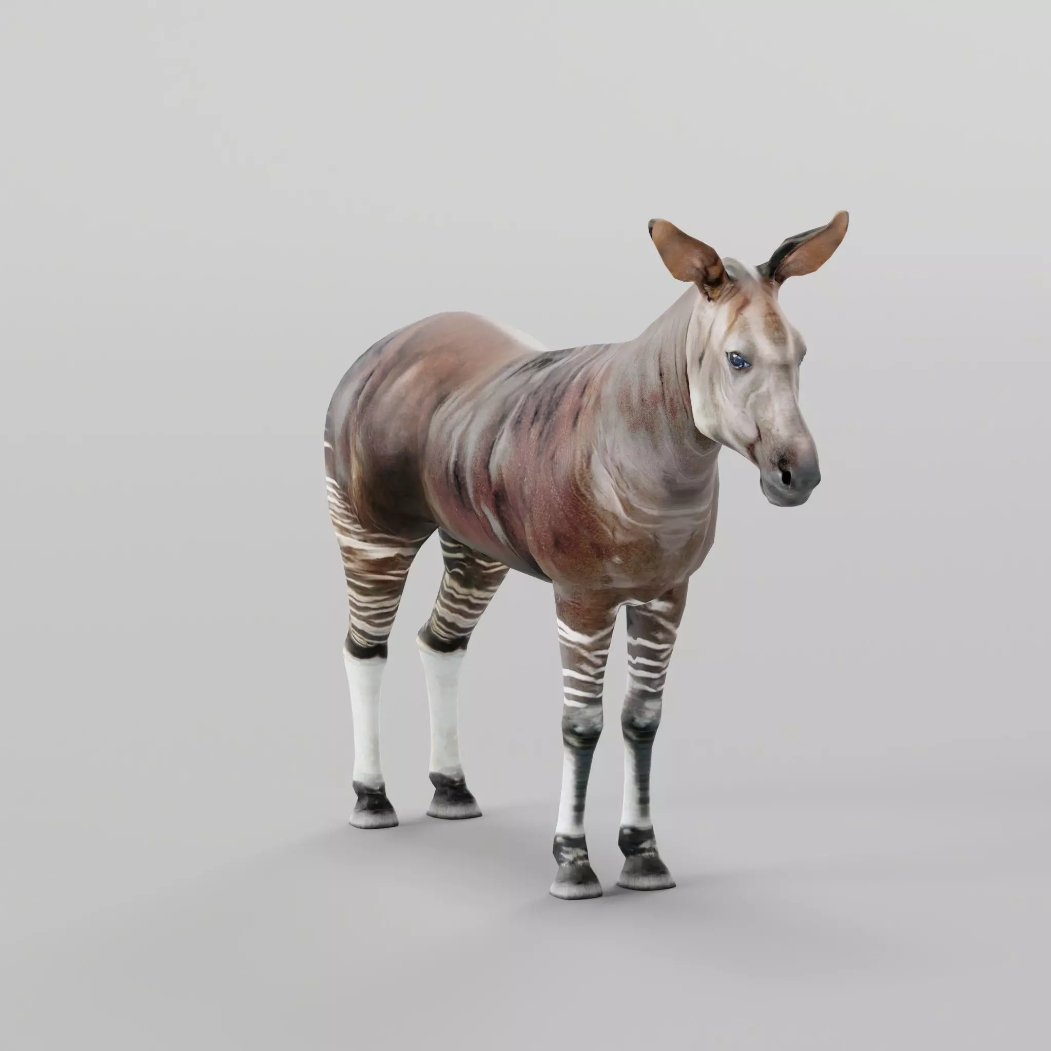 Okapi Forest Giraffe Animals Low-poly 3D model_0