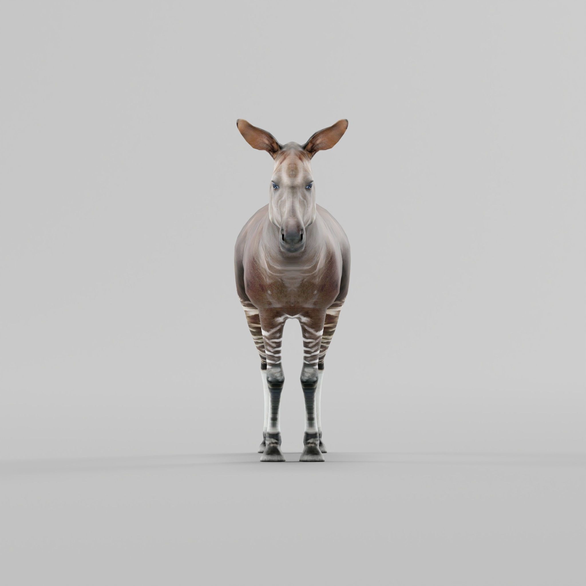Okapi Forest Giraffe Animals Low-poly 3D model_3
