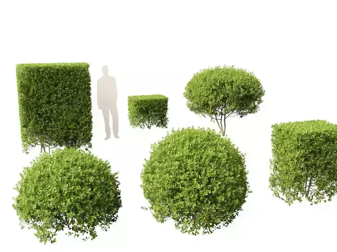 Ligustrum ovalifolium - California privet