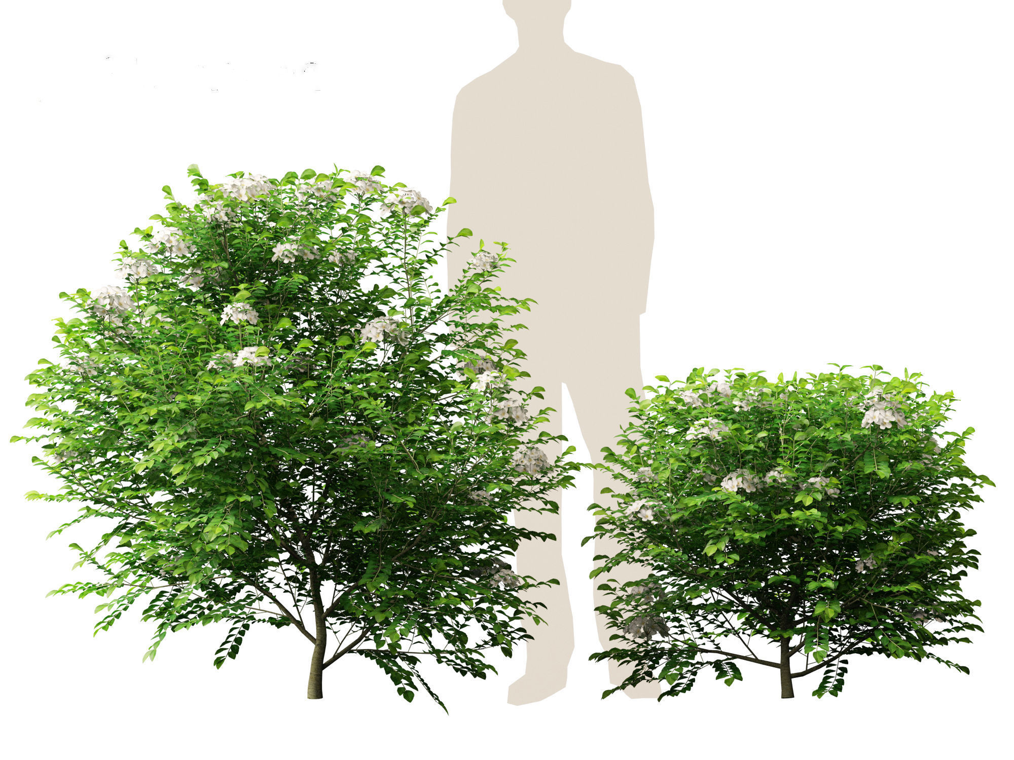 Murraya paniculata - Orange Jessamine 3D model_6