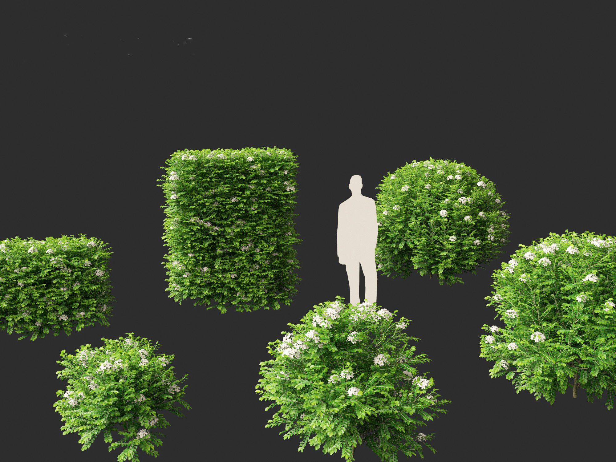 Murraya paniculata - Orange Jessamine 3D model_2