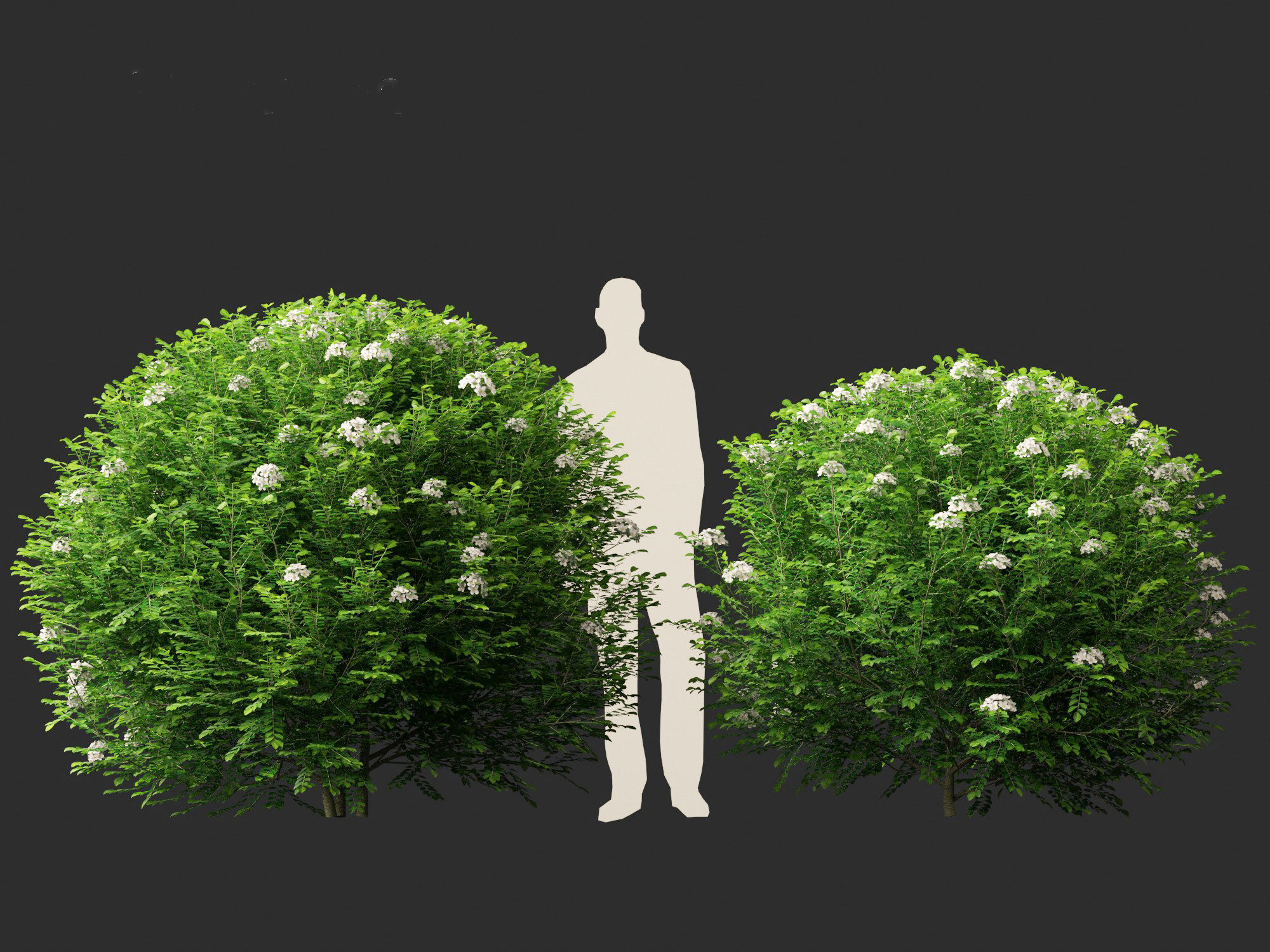 Murraya paniculata - Orange Jessamine 3D model_5