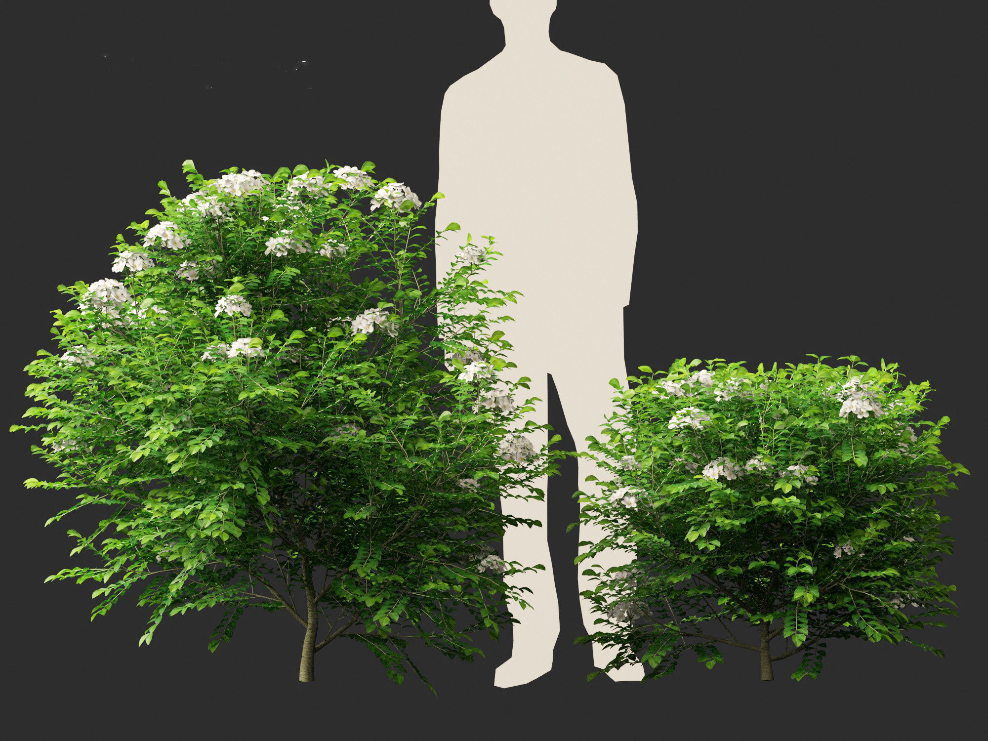 Murraya paniculata - Orange Jessamine 3D model_7