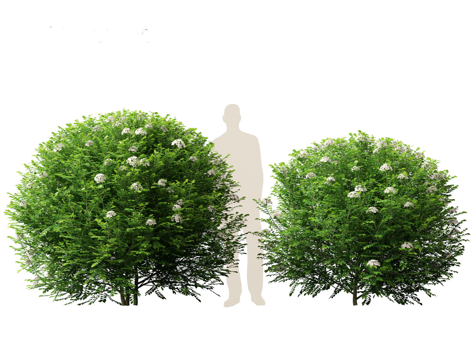 Murraya paniculata - Orange Jessamine 3D model_4