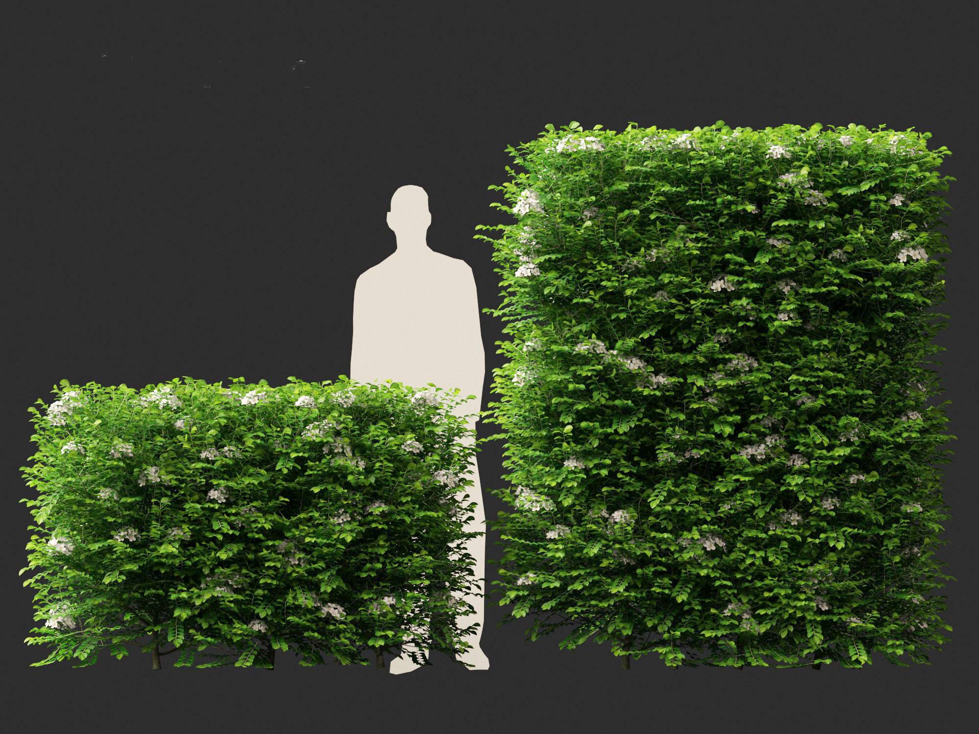 Murraya paniculata - Orange Jessamine 3D model_9