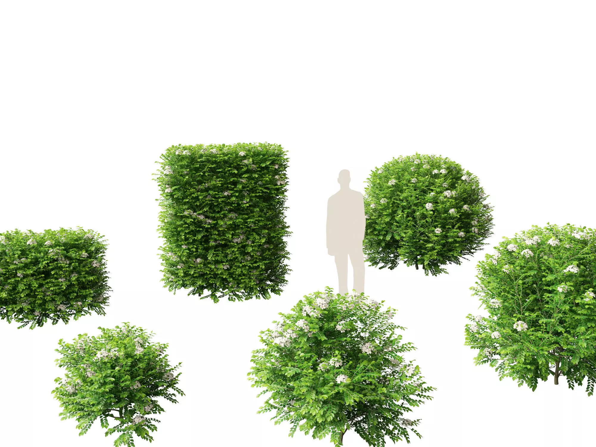 Murraya paniculata - Orange Jessamine 3D model_0