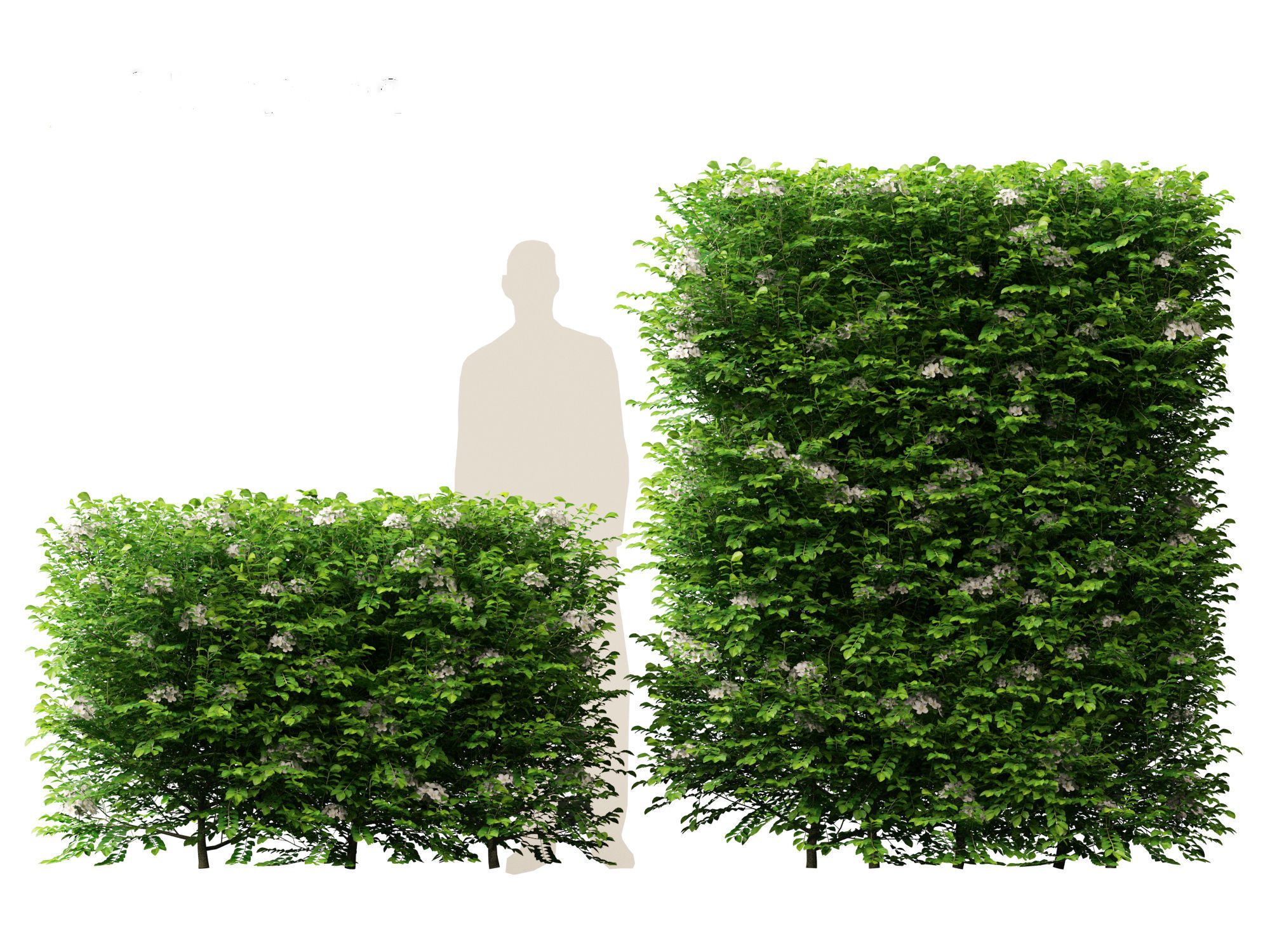 Murraya paniculata - Orange Jessamine 3D model_8