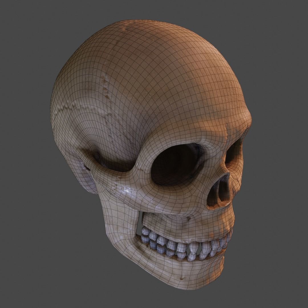 Human Skull Low-poly 3D model_4