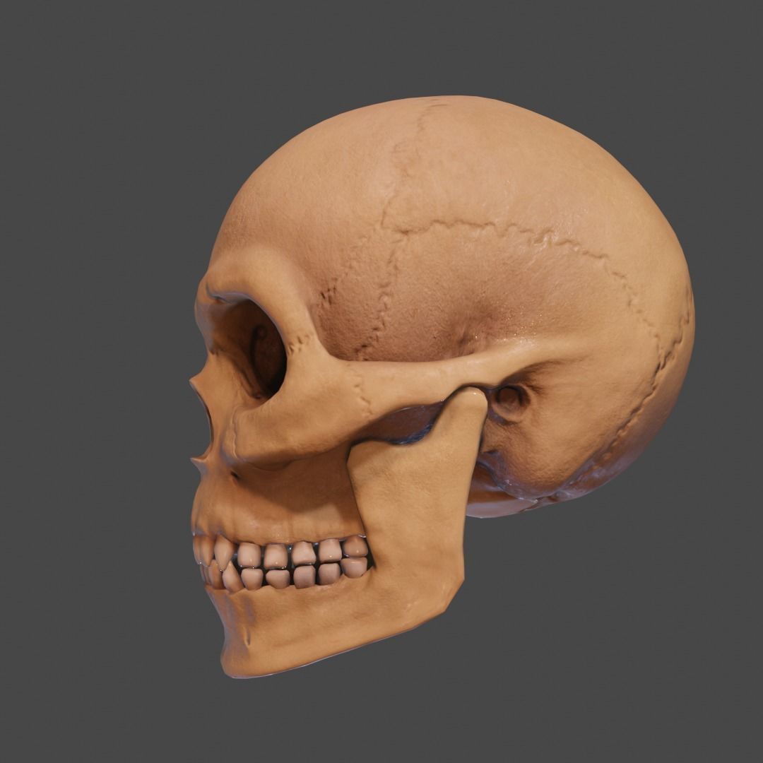 Human Skull Low-poly 3D model_1