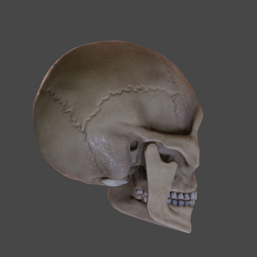 Human Skull Low-poly 3D model_3