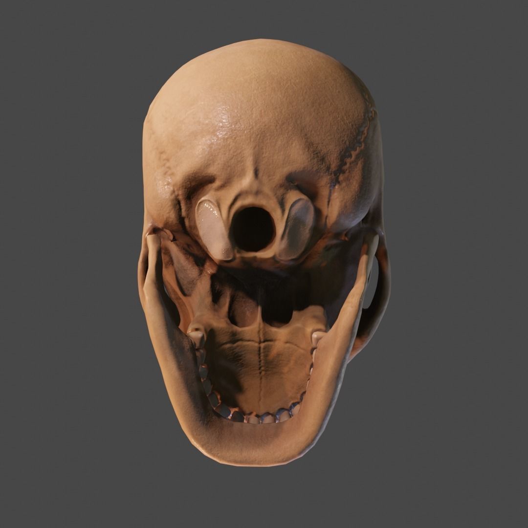 Human Skull Low-poly 3D model_2