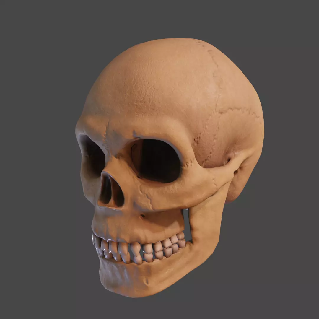 Human Skull Low-poly 3D model_0