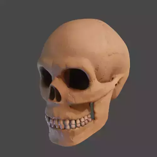 Human Skull