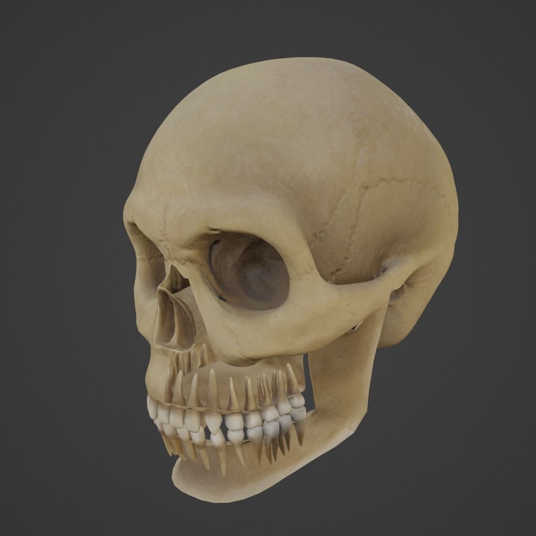 Human Skull Low-poly 3D model_6
