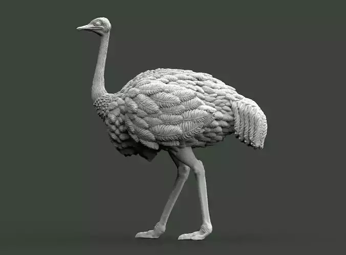 ostrich 3D print model