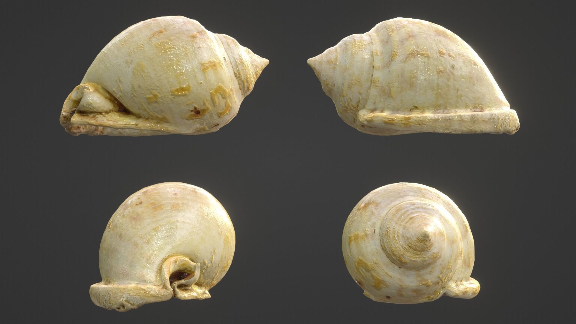Tan Seashell - Realistic High Quality - 4K PBR Textures Low-poly 3D model_1