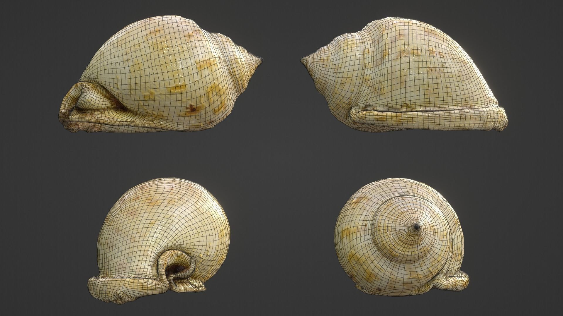 Tan Seashell - Realistic High Quality - 4K PBR Textures Low-poly 3D model_3