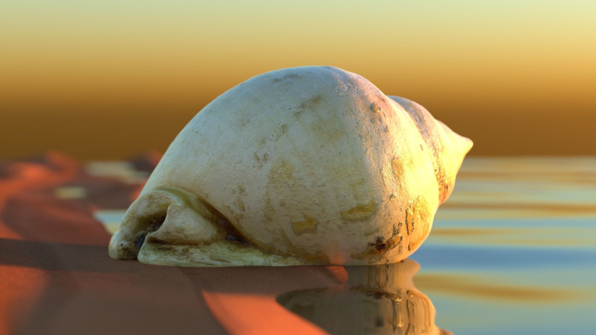 Tan Seashell - Realistic High Quality - 4K PBR Textures Low-poly 3D model_4
