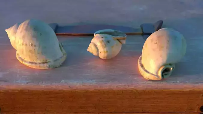 Tan Seashell - Realistic High Quality - 4K PBR Textures