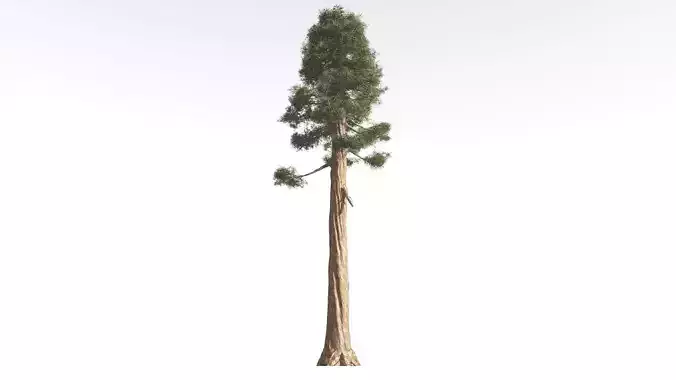 EVERYPlant Giant Redwood 3 --16 Models-- 3D model